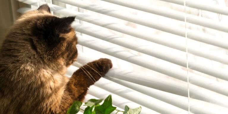 Pet-Friendly Window Treatments